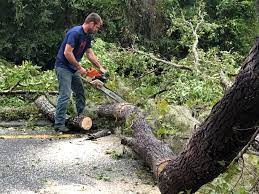 Best Tree Removal  in Taft, FL