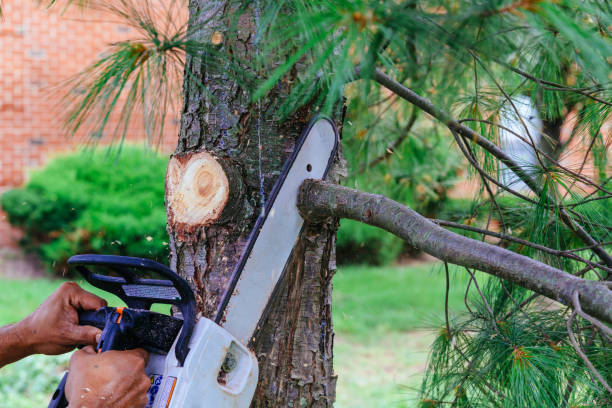 How Our Tree Care Process Works  in  Taft, FL